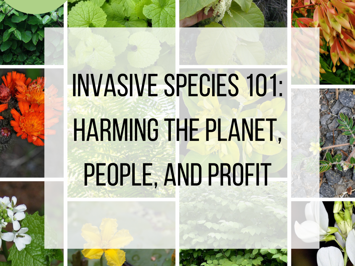 Invasive Plants 101: Harming the Planet, People, and&nbsp;Profit