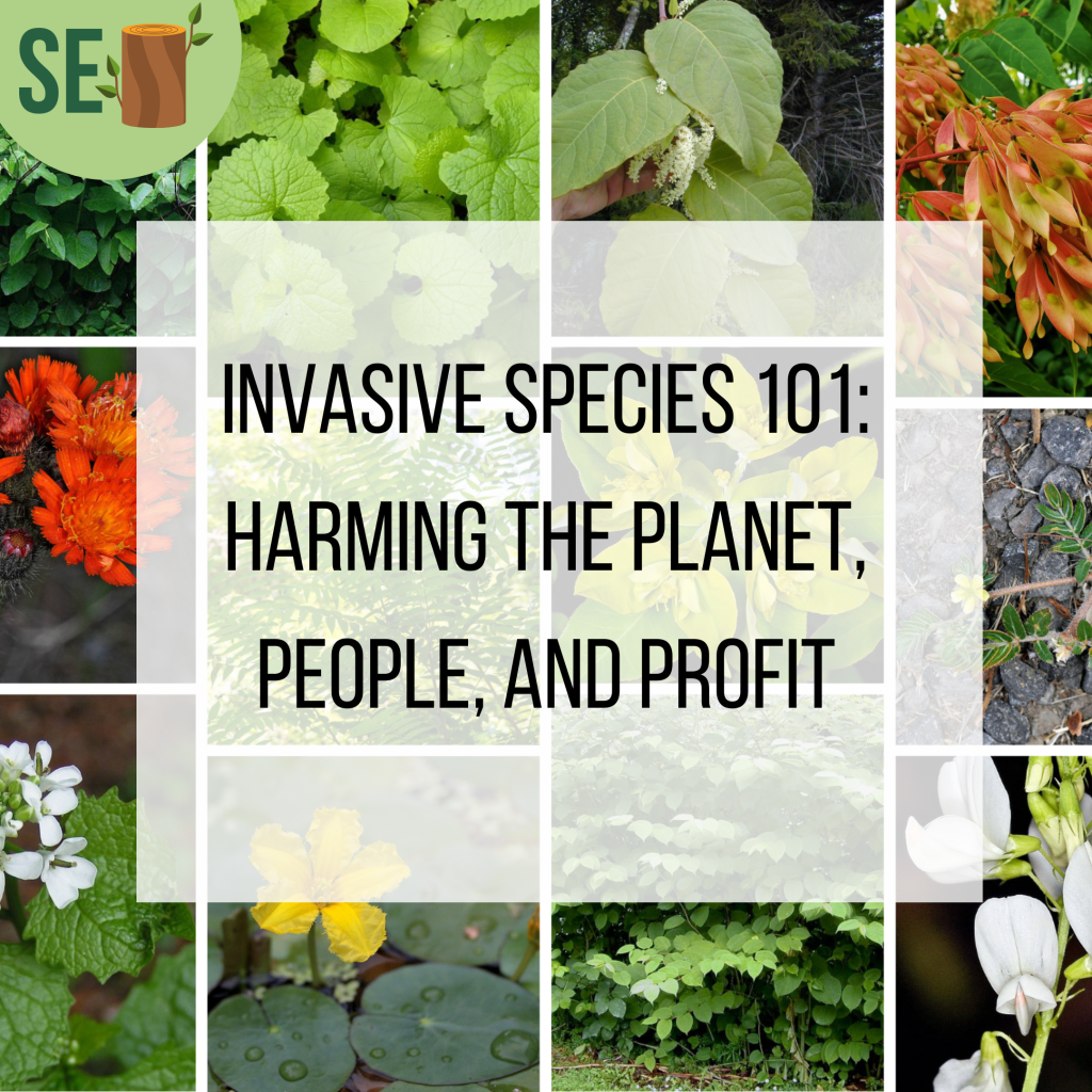 Invasive Plants 101: Harming the Planet, People, and&nbsp;Profit