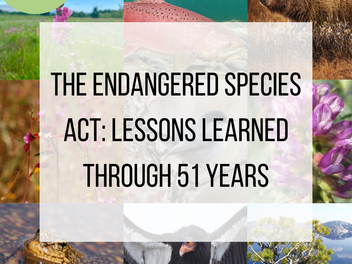 Podcast Episode: The Endangered Species Act in Less Than 20&nbsp;Minutes
