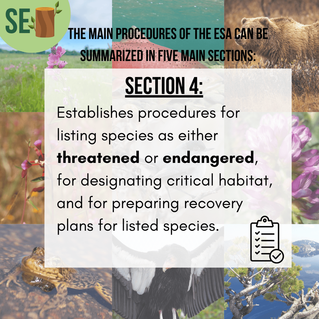Slide 4/10. This slide breaks down Section 4 of the ESA which determines whether a species is listed as threatened or endangered. The threshold for listing a species as one or the other comes down to the severity of imperilment the species is facing. Usually, this is due to habitat loss.