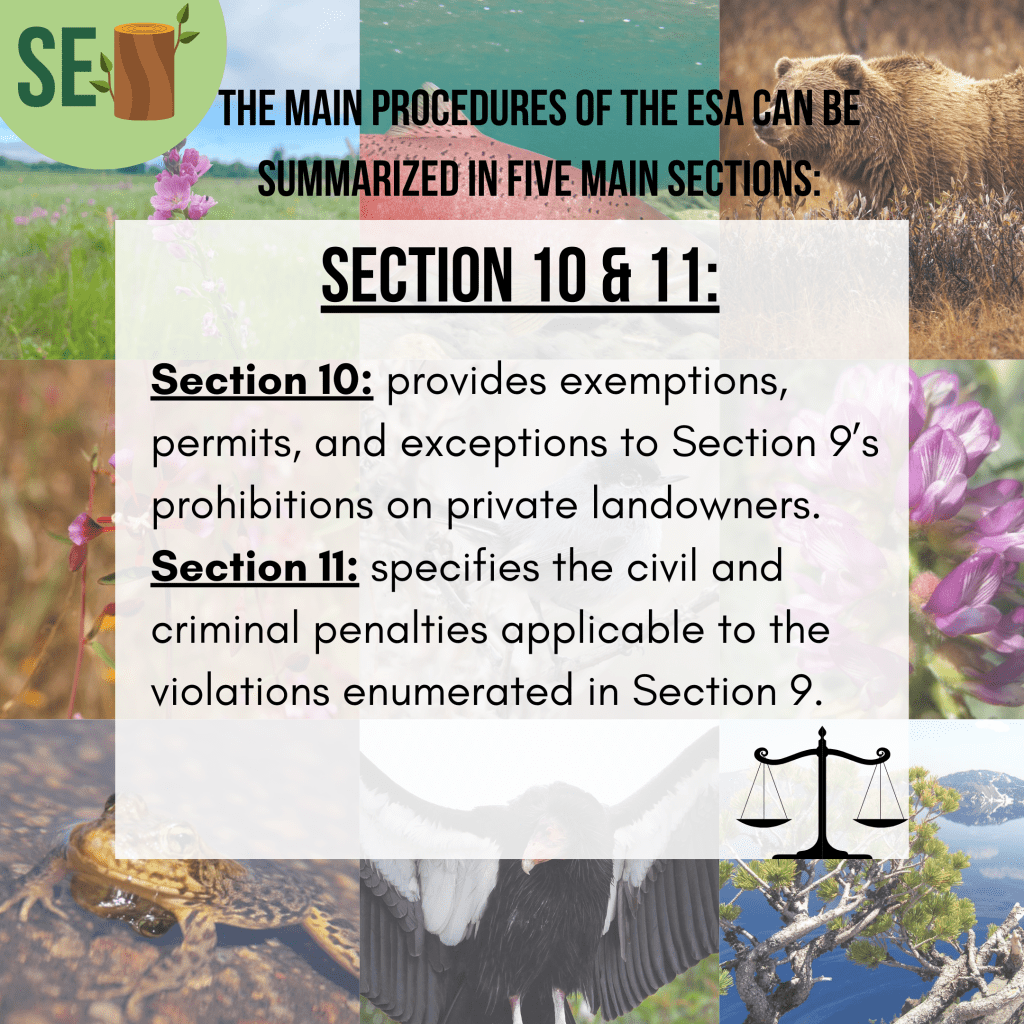 Slide 7/10. This slide breaks down Sections ten and eleven of the ESA, which are exemptions and penalties.