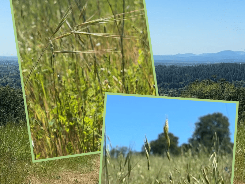 Minisode: The Problem with Invasive Annual&nbsp;Grasses