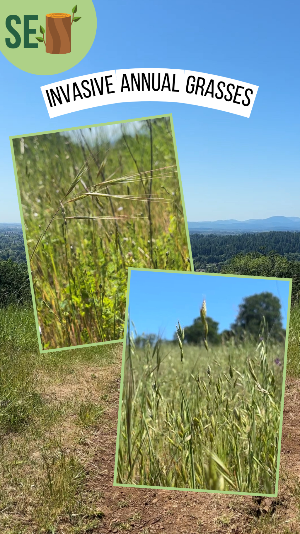 Minisode: The Problem with Invasive Annual&nbsp;Grasses